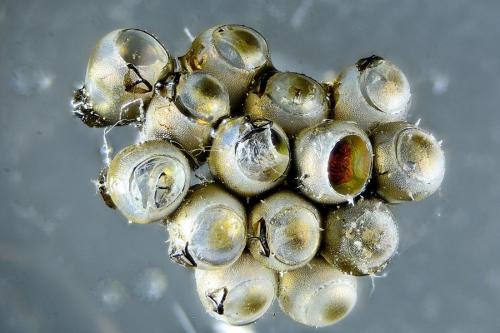 Rhaphigaster nebulosa